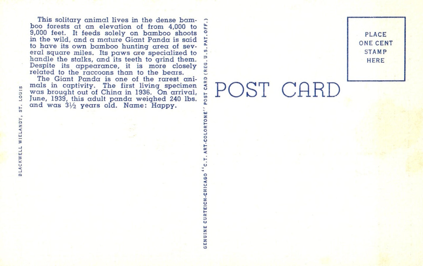 Giant Panda Zoological Gardens in St. Louis MO Panda Bear Animal Postcard