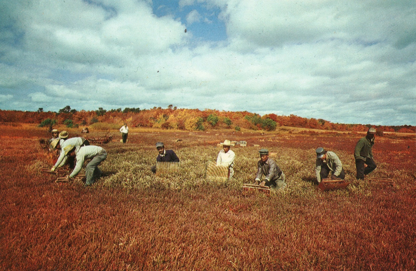 Harvesting Cranberries Cape Cod Massachusetts MA Postcard