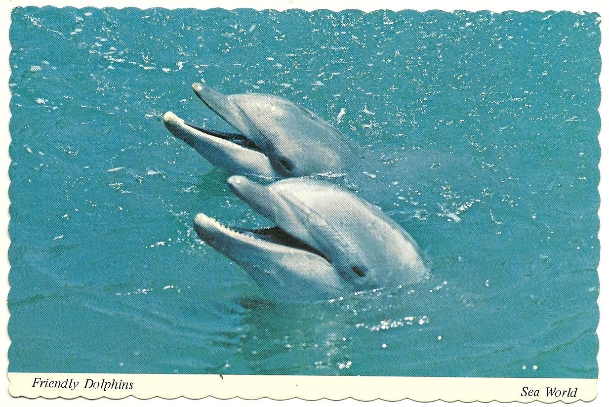 Friendly Dolphins Sea World San Diego CA & Orlando FL Amusement Park Postcard