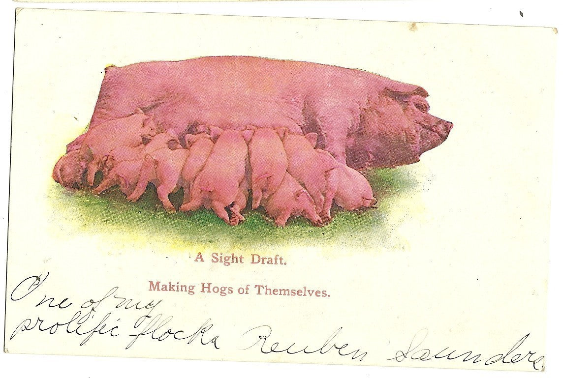 Mother Pig and Piglets "A Sight Draft" Making Hogs of Themselves Animal Postcard