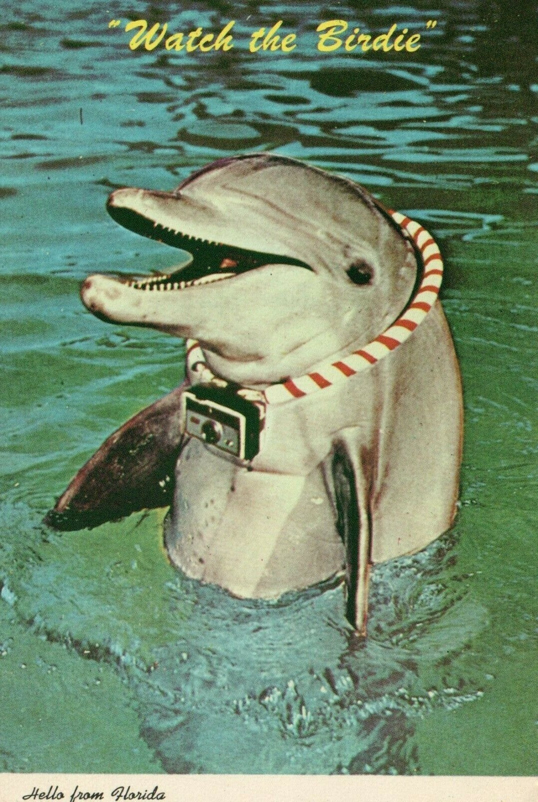 Watch The Birdie Hello From Florida Sea World Amusement Park Orlando FL Florida