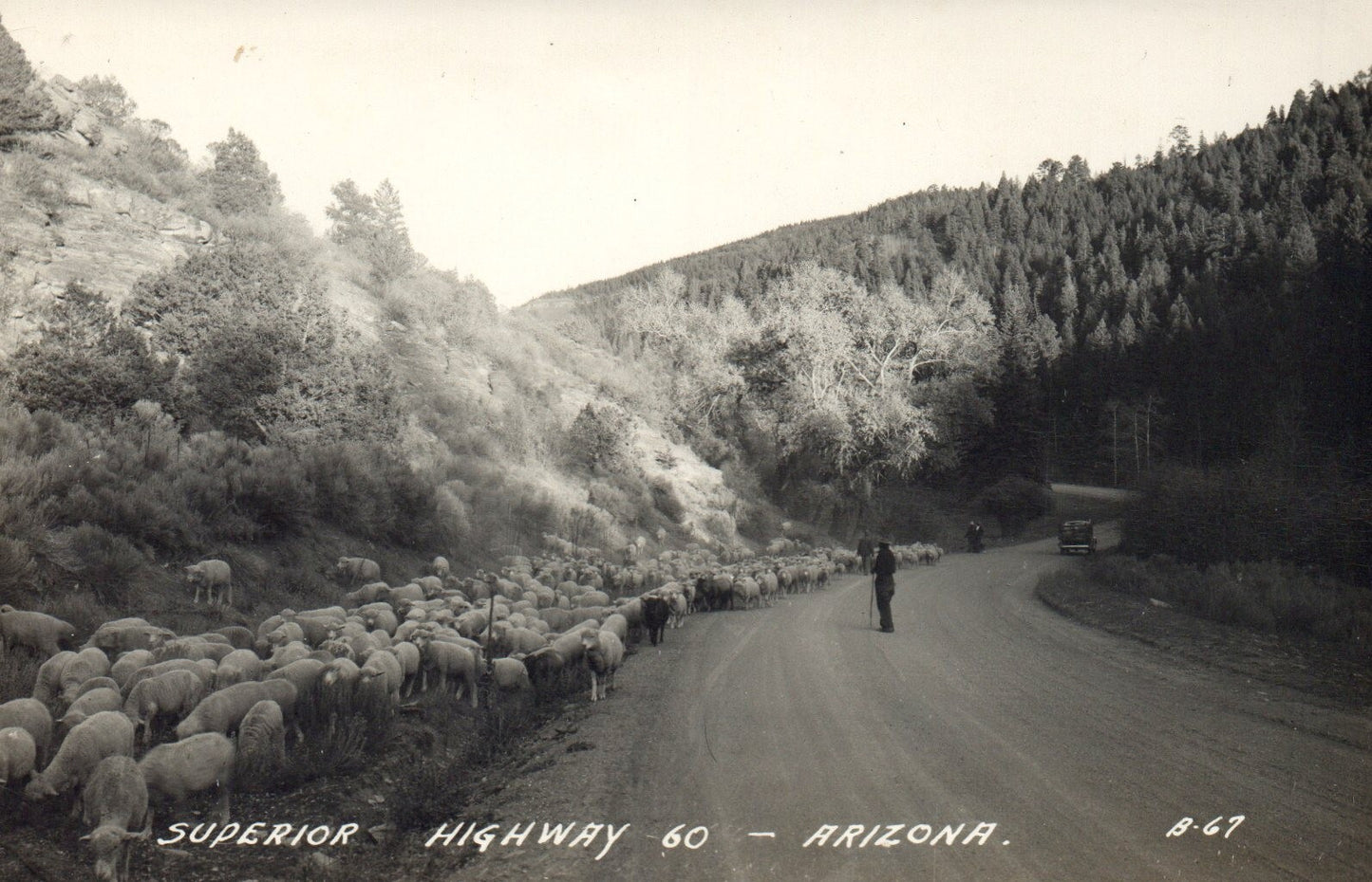 Real Photo Sheep Herder Superior Highway 60 AZ Arizona Postcard RPPC B-67