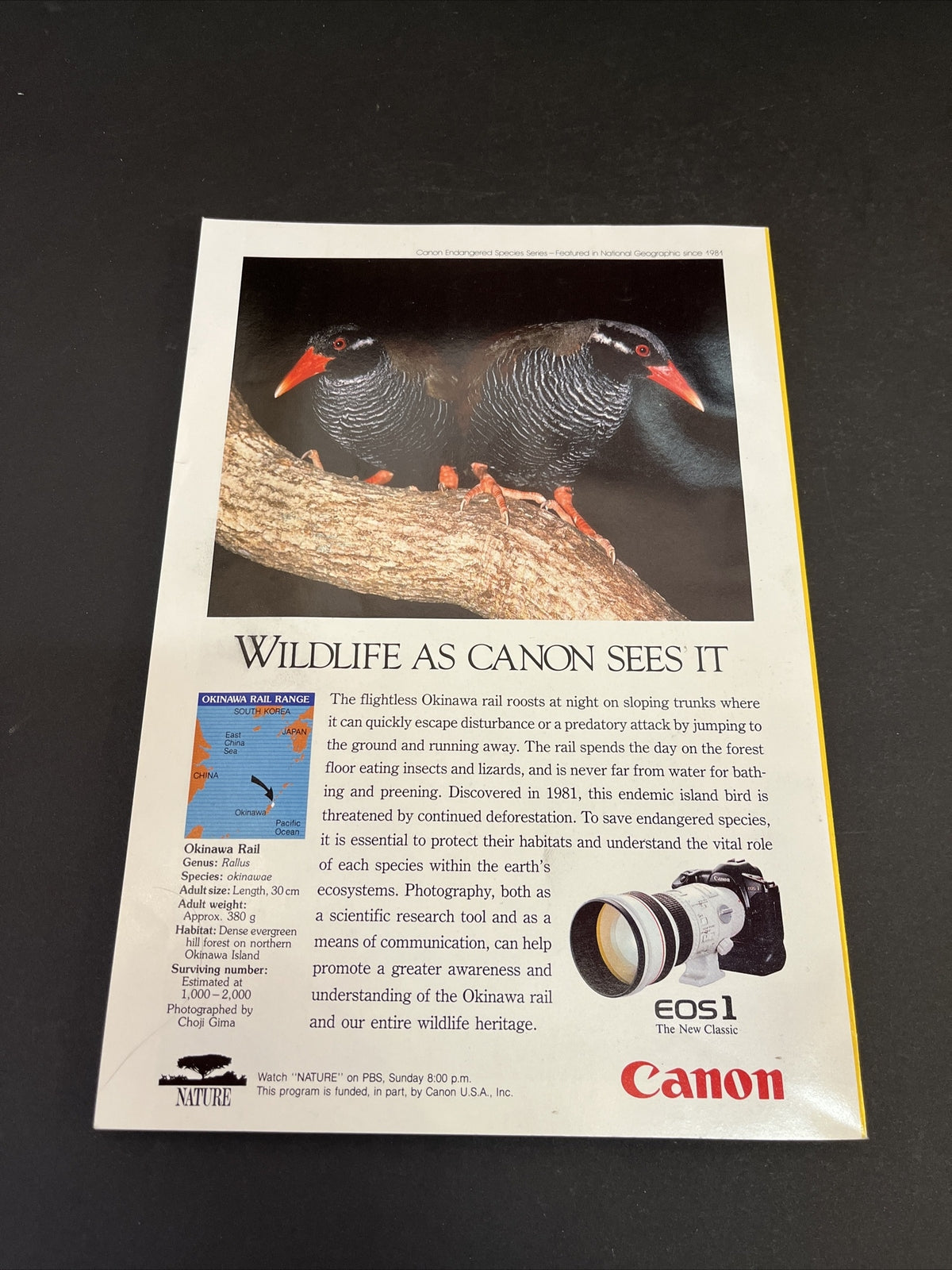 February 1993 National Geographic Magazine "Newborn Panda in the Wild"