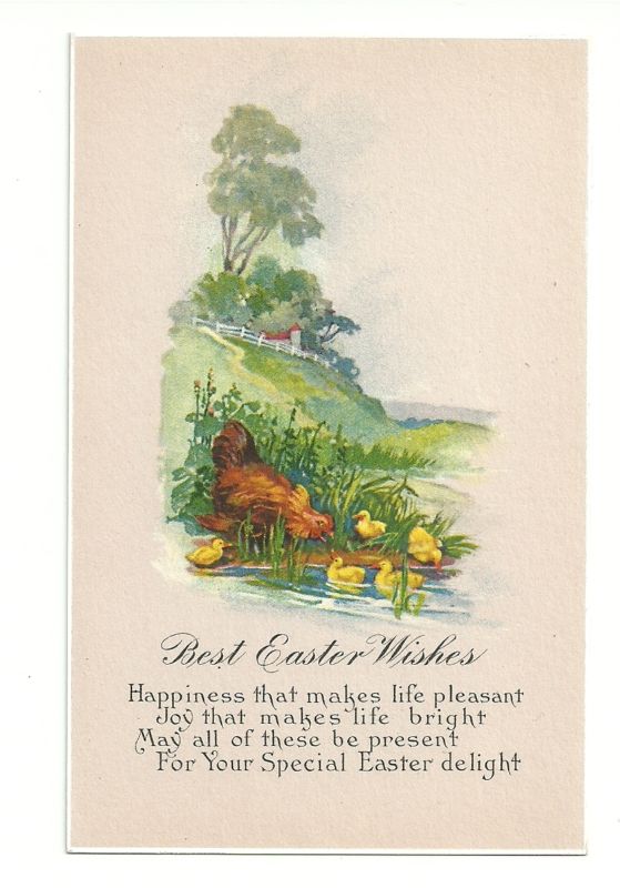 Pink Rooster Duck Swimming in Lake Easter Postcard