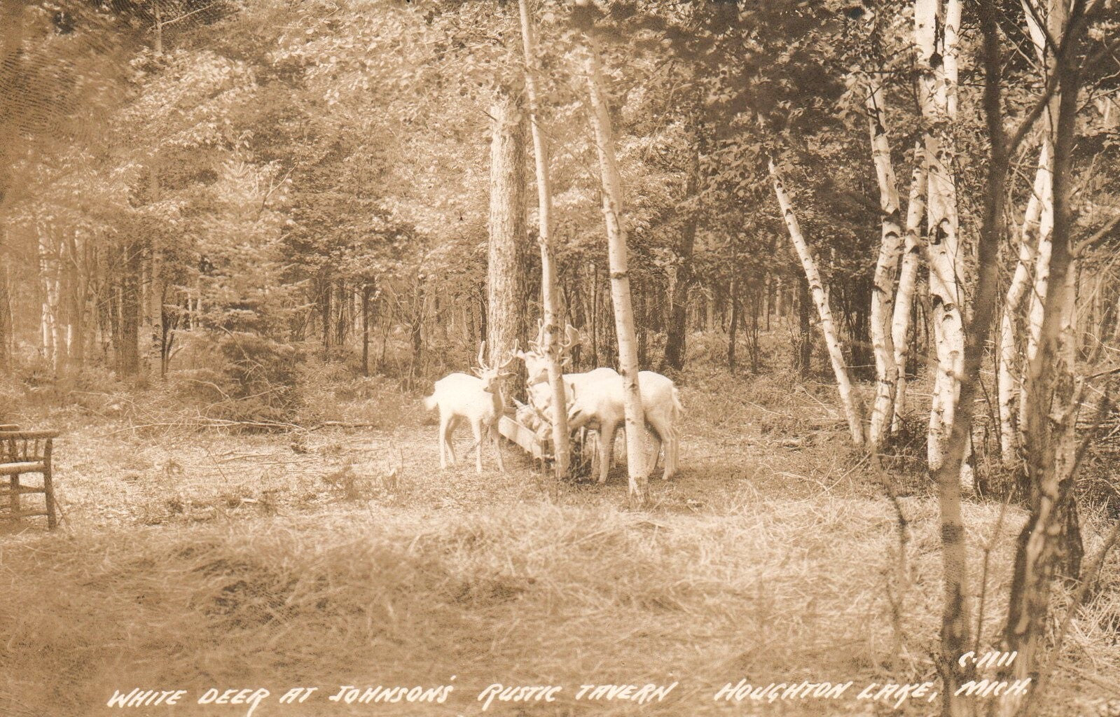 White Deer At Johnson's Rustic Tavern at Houghton Lake MI Michigan Postcard