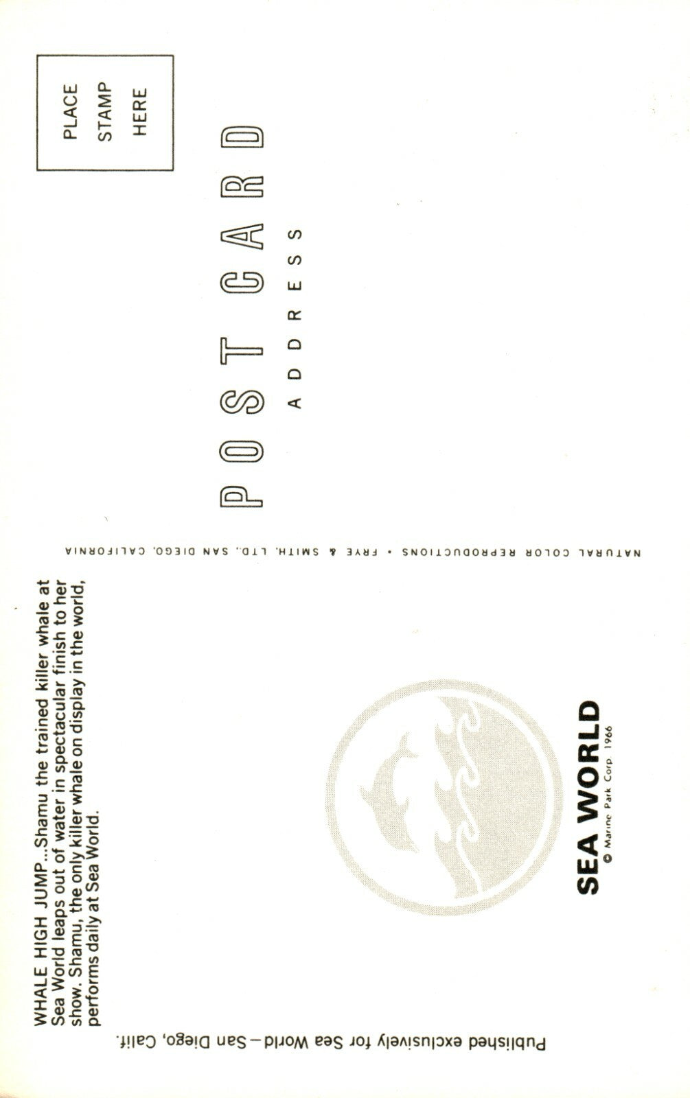 Whale High Jump Shamu Killer Whale    Sea World Amusement Park  Postcard