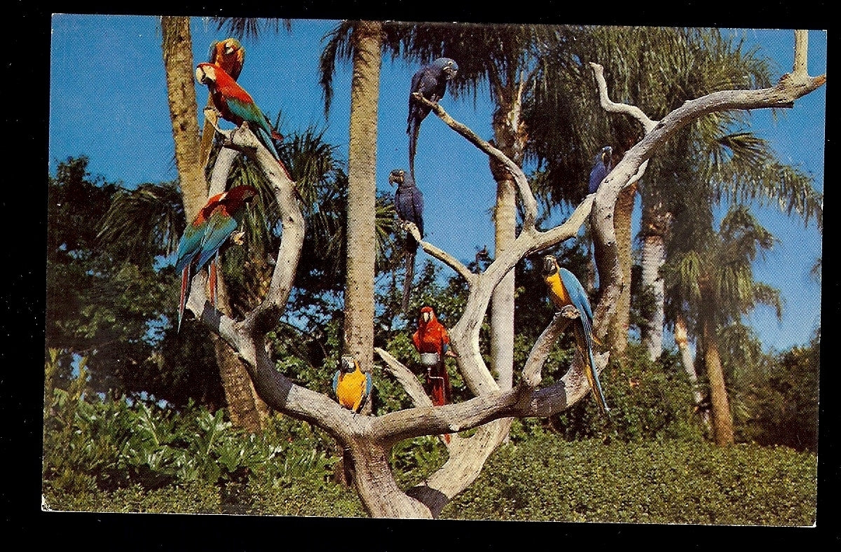 The Parrot Tree Busch Gardens Tampa Florida Amusement Park Postcard