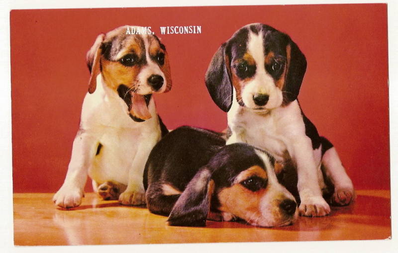 Three Beagle Pups Dog Puppy Adams Wisconsin WI Animal Postcard C10677g