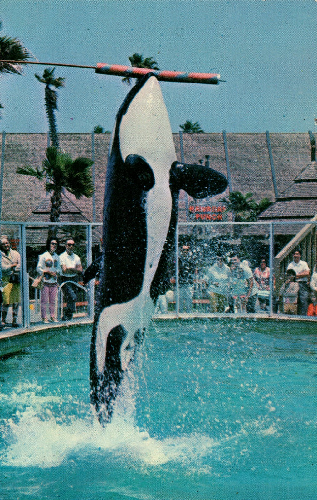 Whale High Jump Shamu Killer Whale    Sea World Amusement Park  Postcard