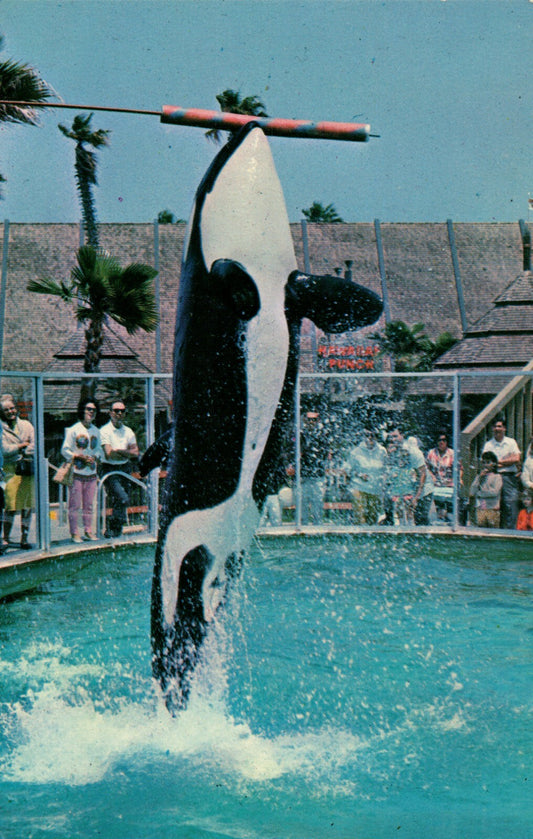 Whale High Jump Shamu Killer Whale    Sea World Amusement Park  Postcard