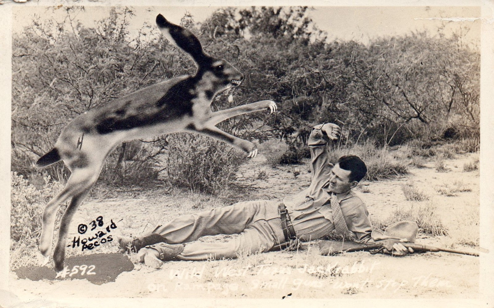 Wild West Texas Jack Rabbit on Rampage Exaggerated Real Photo Postcard