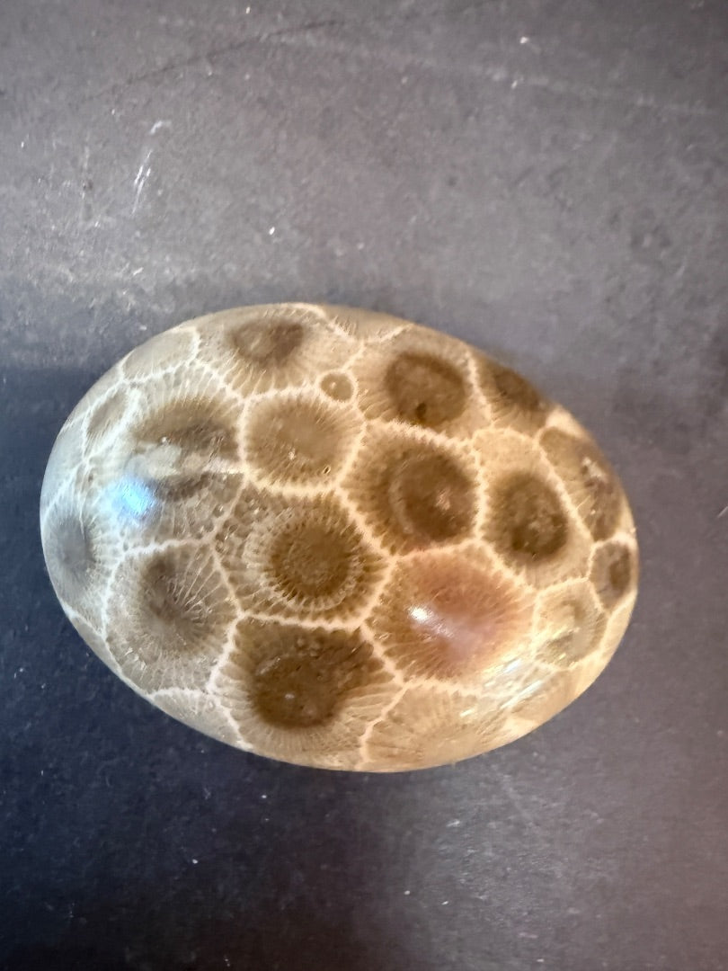 Petoskey Stone