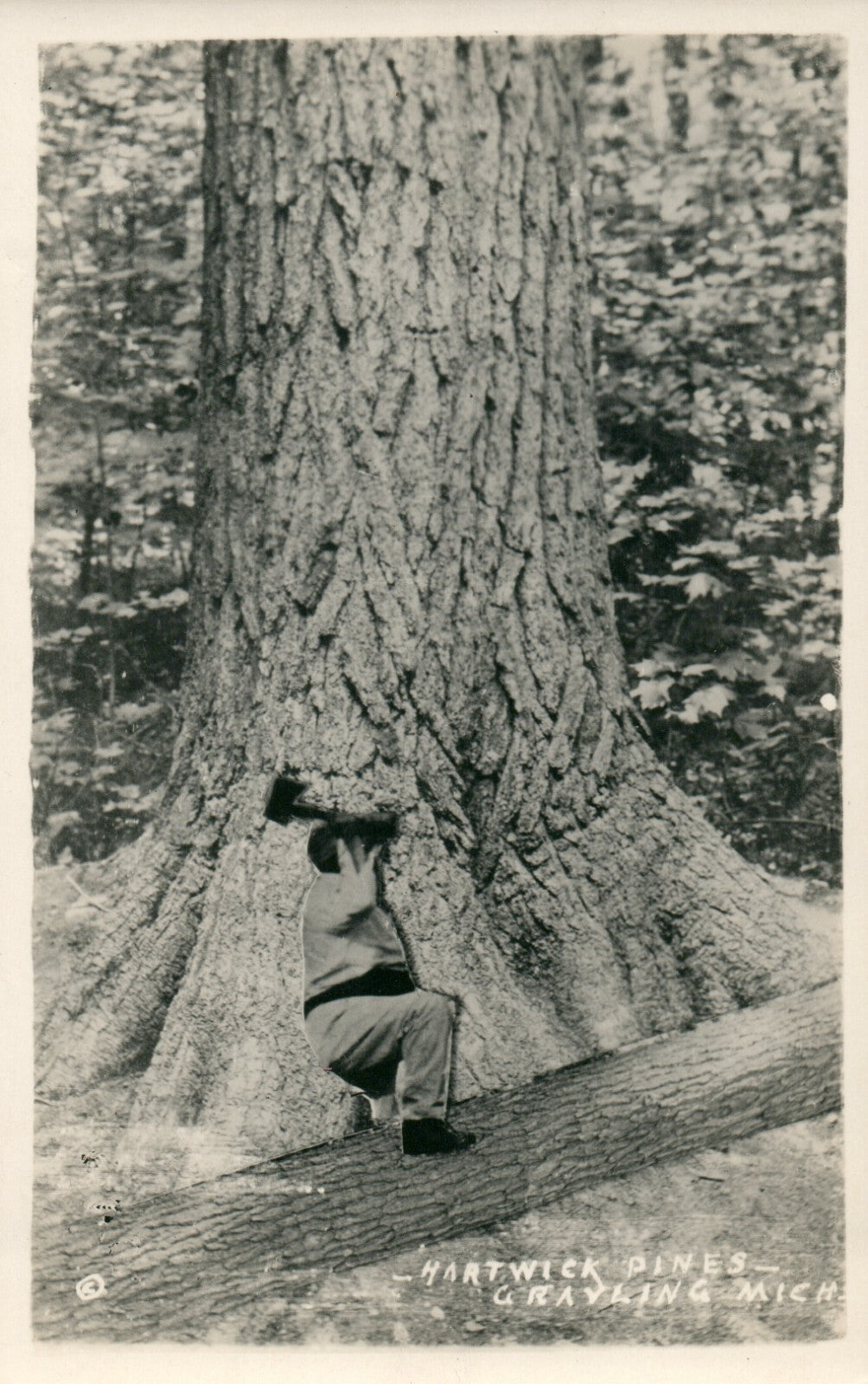  Real Photo Man chopping Hartwick Pines tree  Park Grayling MI Michigan