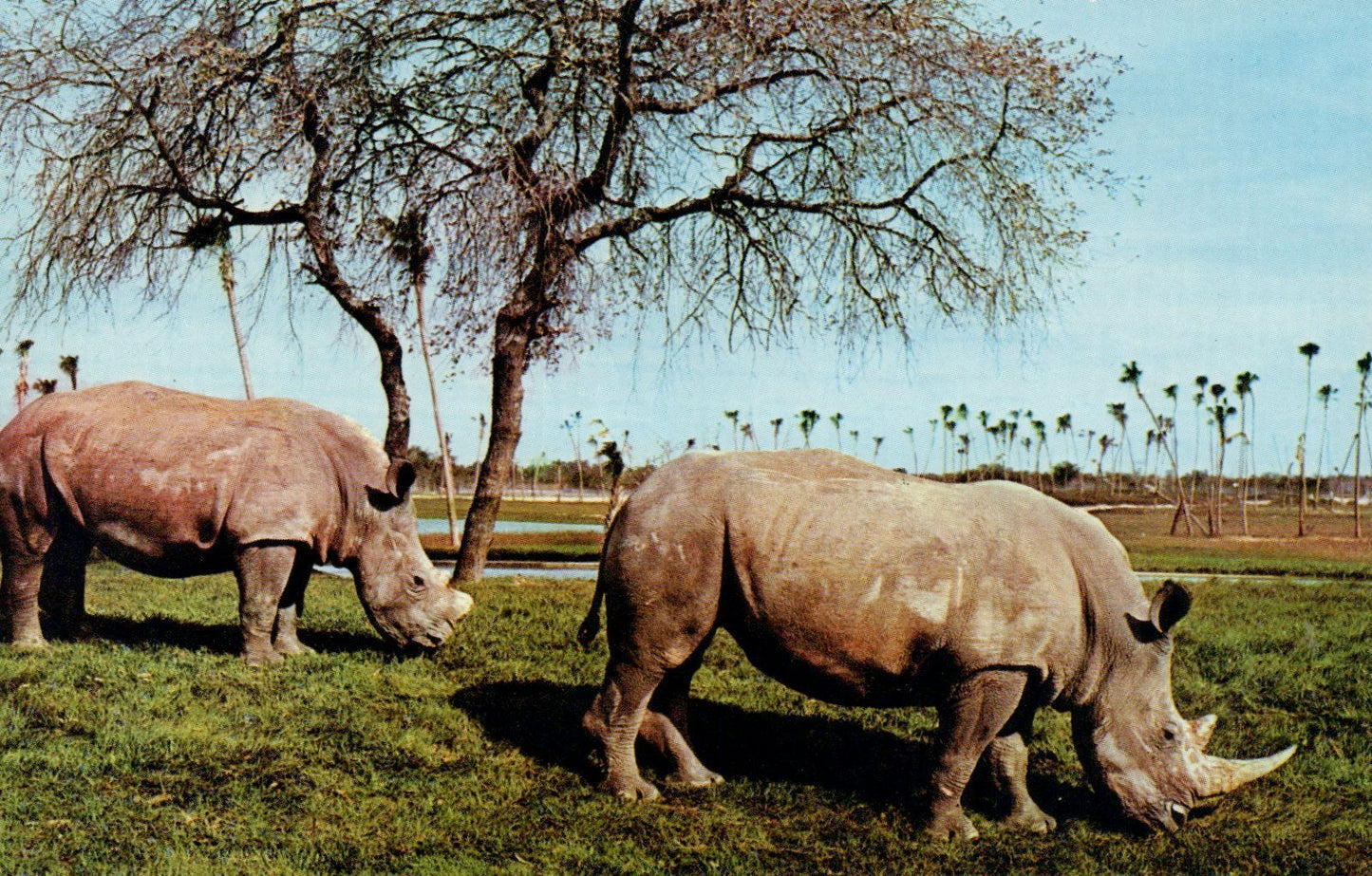 Two White Rhinoceroses Busch Gardens In Tampa Florida Busch Gardens Postcard