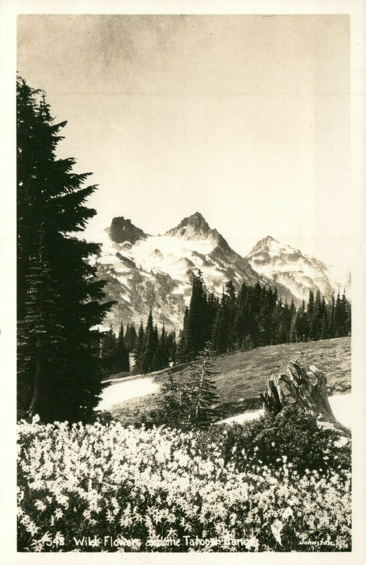 Tatoosh Range Wild Flowers Mt Rainier Nat Park Washington WA Real Photo Postcard