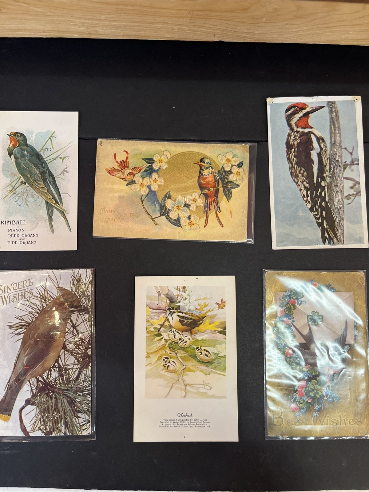 Set of 6 NEW Bird Postcards
