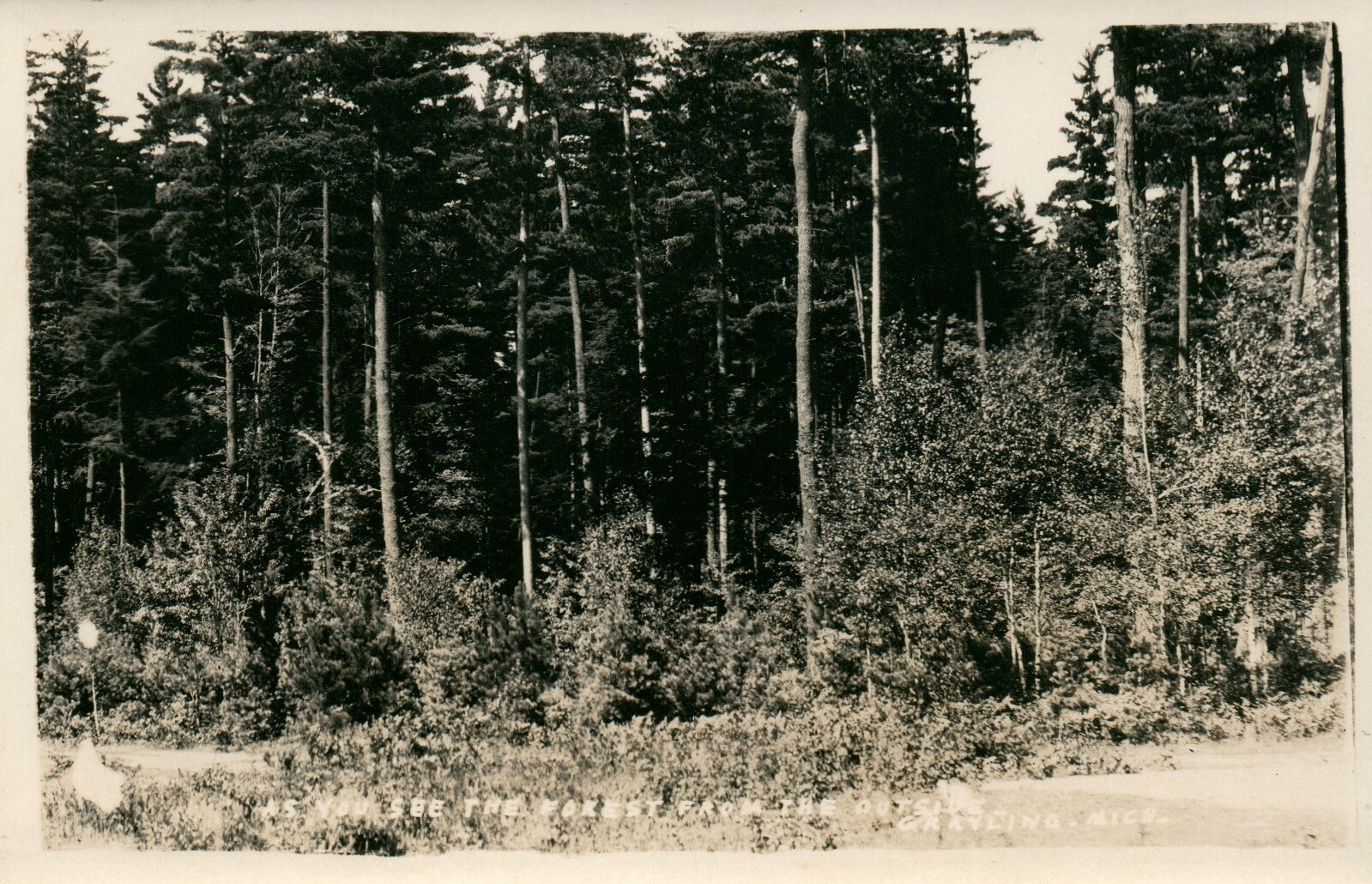  Real Photo Forest  trees Grayling MI Michigan