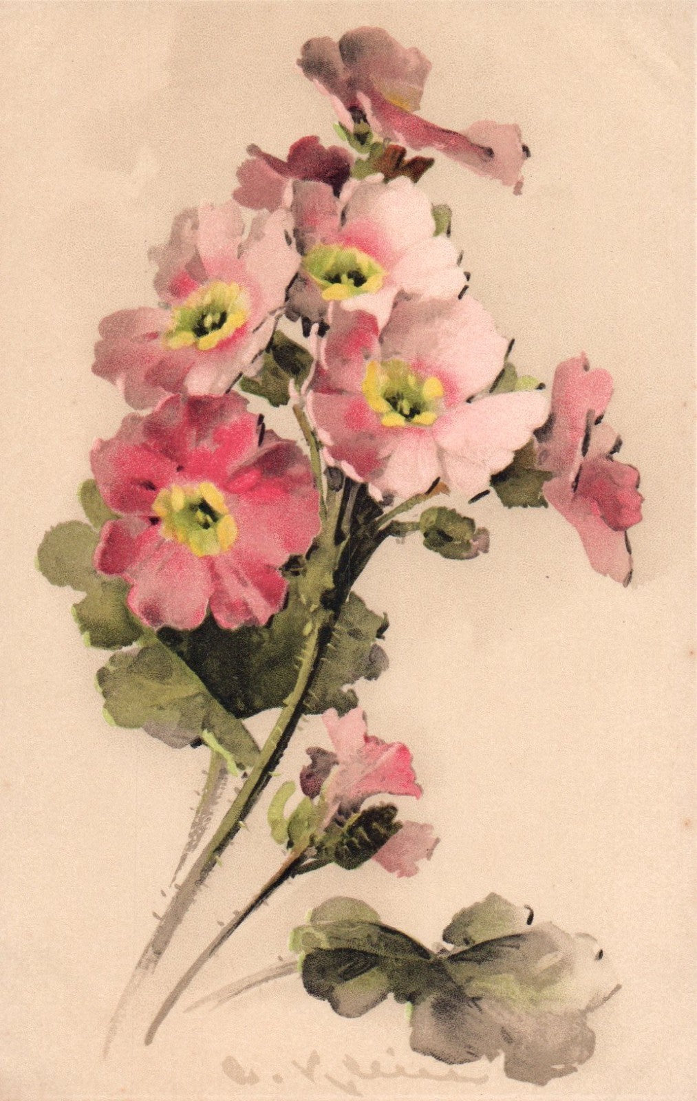 Artist Signed Catherine Klein Pink Flowers Vintage Postcard