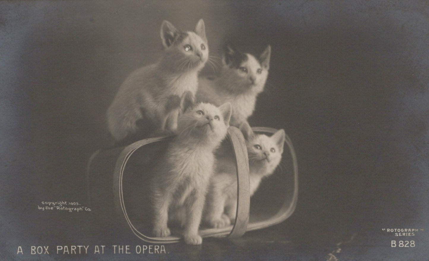 Four Kittens in Basket "Box Party at the Opera" Rotograph Co Cat Animal B828