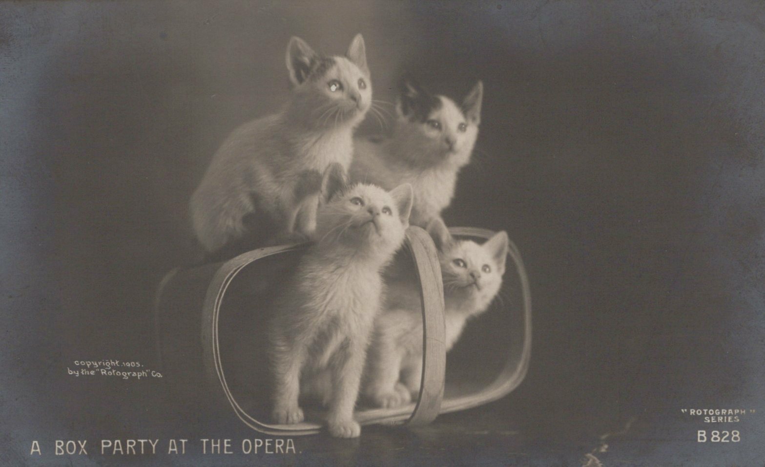 Four Kittens in Basket "Box Party at the Opera" Rotograph Co Cat Animal B828