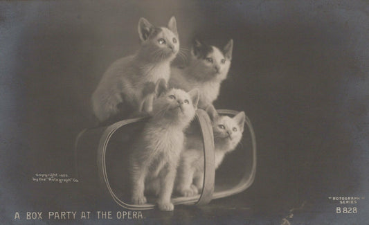 Four Kittens in Basket "Box Party at the Opera" Rotograph Co Cat Animal B828