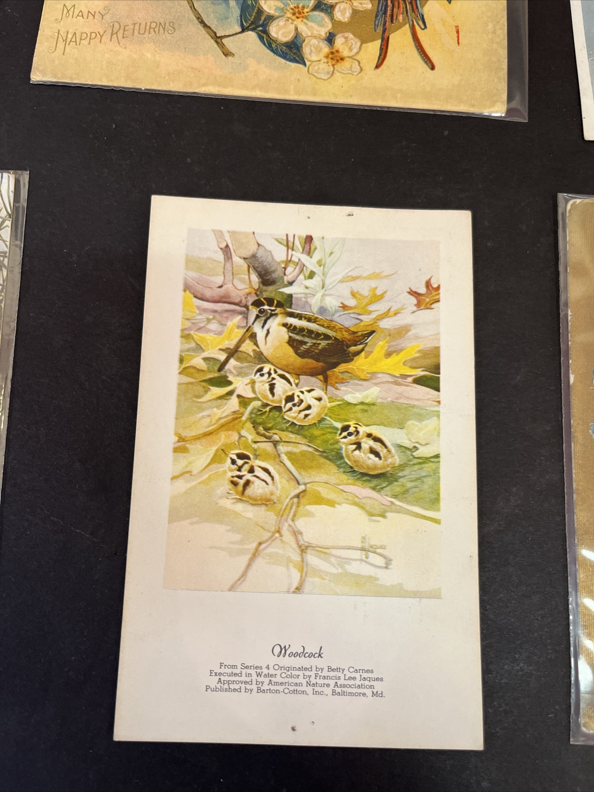 Set of 6 NEW Bird Postcards