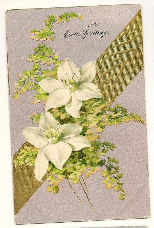 Early Nash Easter Lily  Postcard Series 327