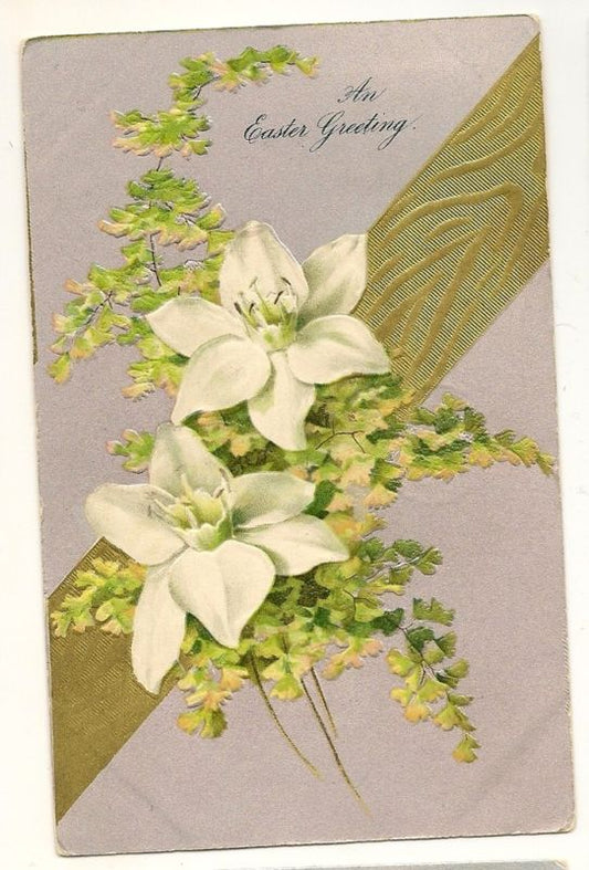 Early Nash Easter Lily  Postcard Series 327
