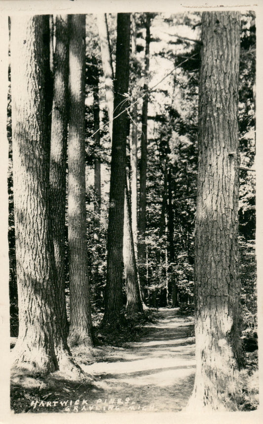  Real Photo Hartwick Pines trees Park Grayling MI Michigan