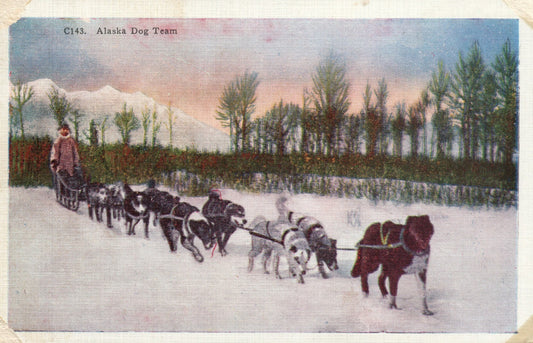  Alaska  Dog Team C143 AK Postcard Eskimo 