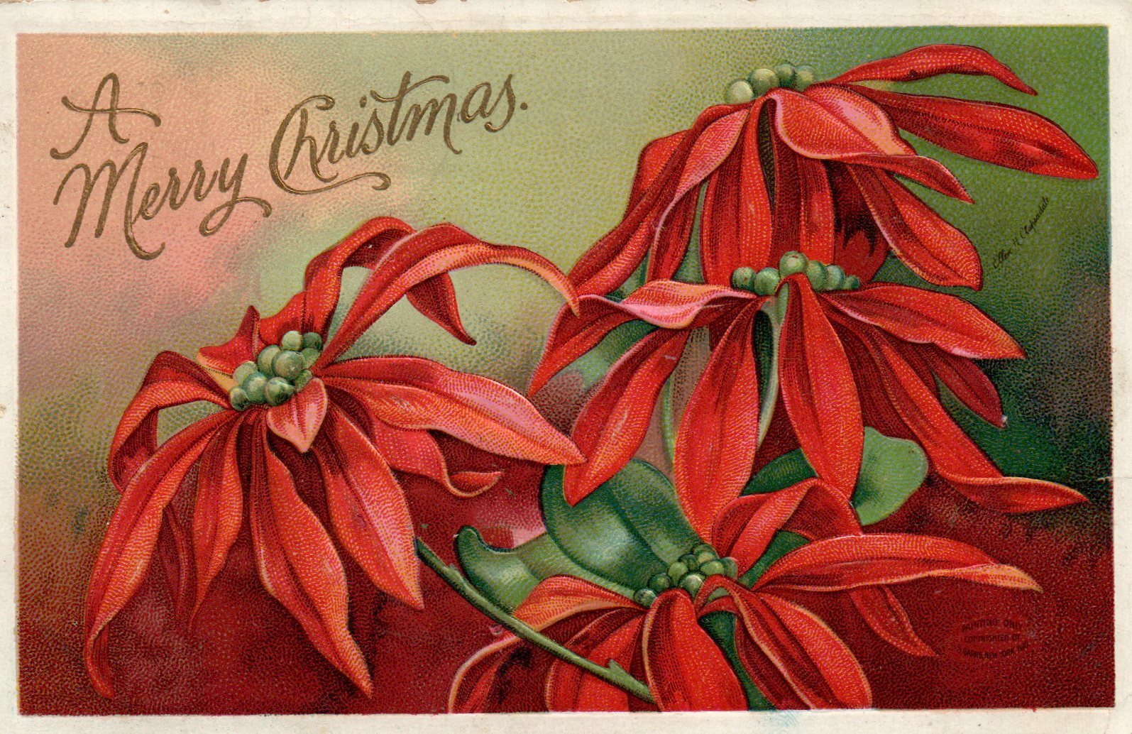 Spectacular Artist Signed Ellen Clapsaddle Poinsettia Series 1164