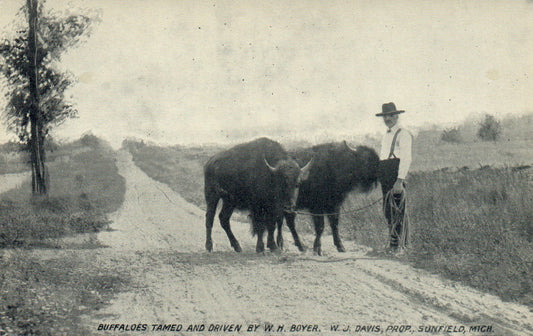 Buffaloes Tamed and Driven By WH Boyer Sunfield Michigan Mich MI Postcard