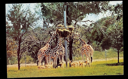 Reticulated Giraffes Feeding at Busch Gardens Tampa Florida Amusement Park