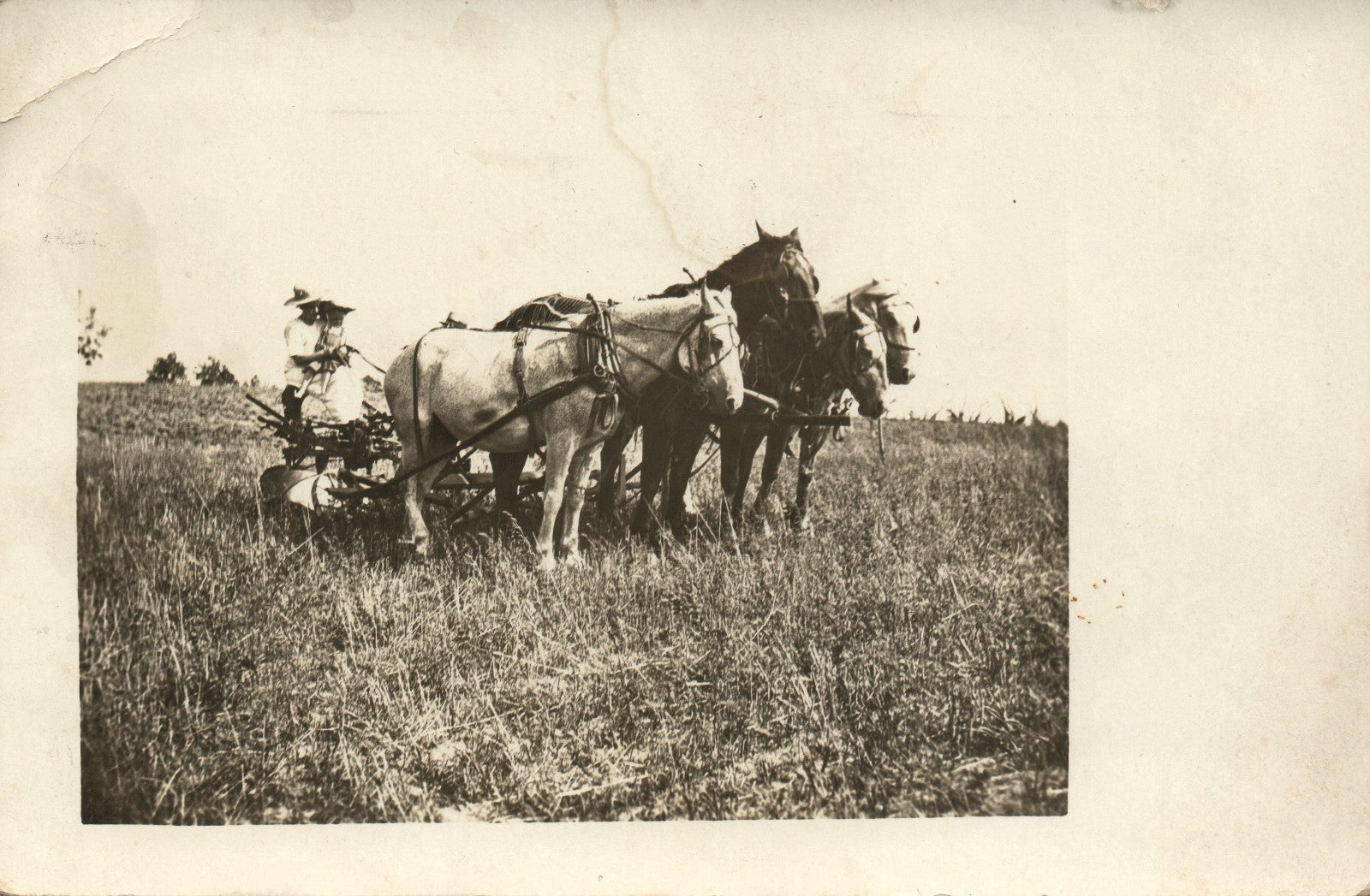 Real Photo Horses and People Postcard