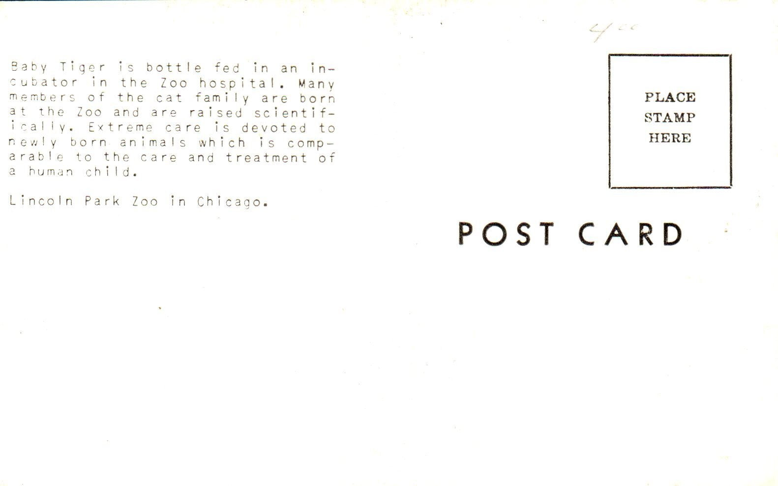 Man Feeding Baby Tiger in Lincoln Park Zoo Chicago Animal Postcard