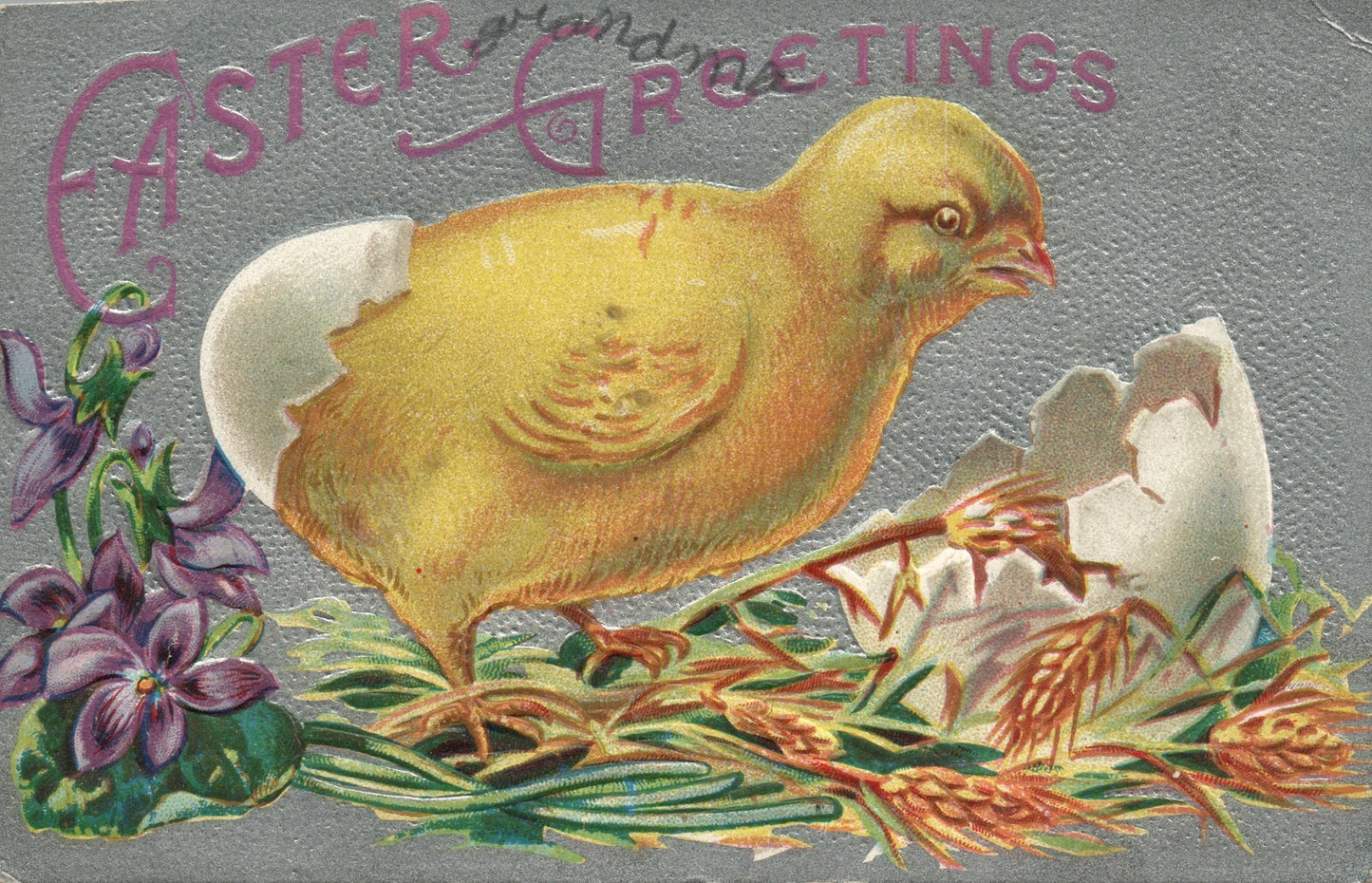 Chick Violet Egg Easter Chick Postcard