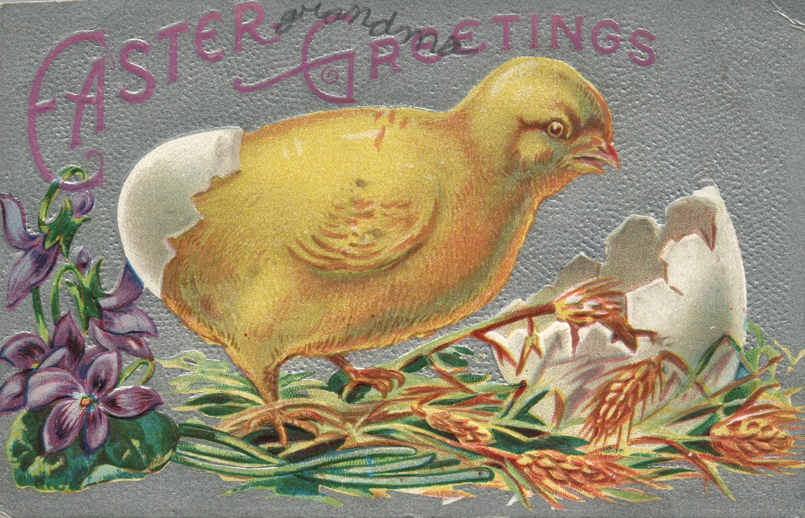 Chick Violet Egg Easter Chick Postcard