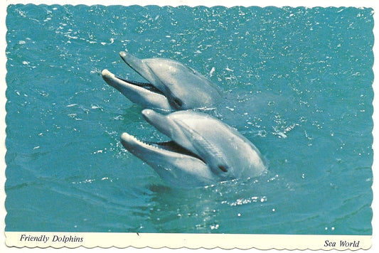 Friendly Dolphins Sea World San Diego CA & Orlando FL Amusement Park   Postcard