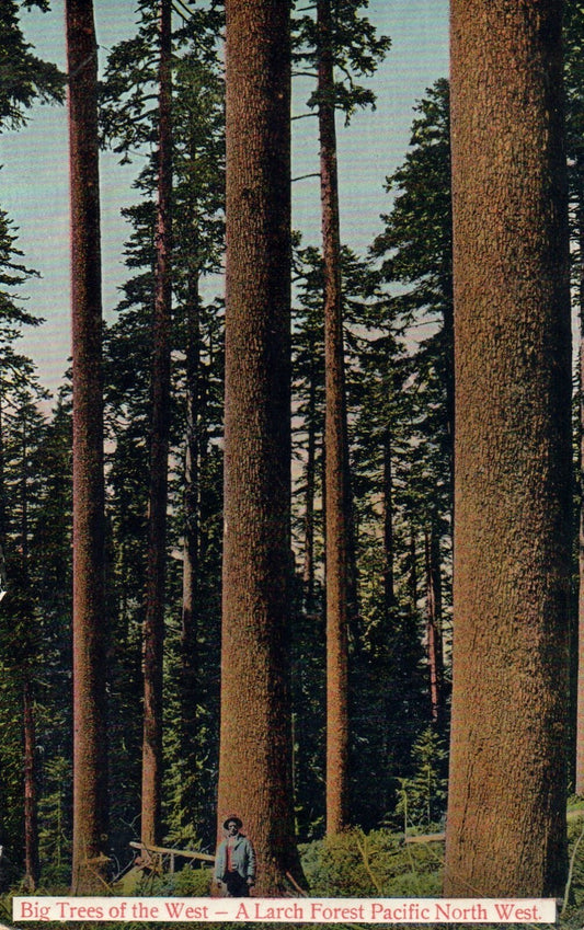 3742 Big Trees Of The West A Larch Forest Pacific North West Tree Postcard