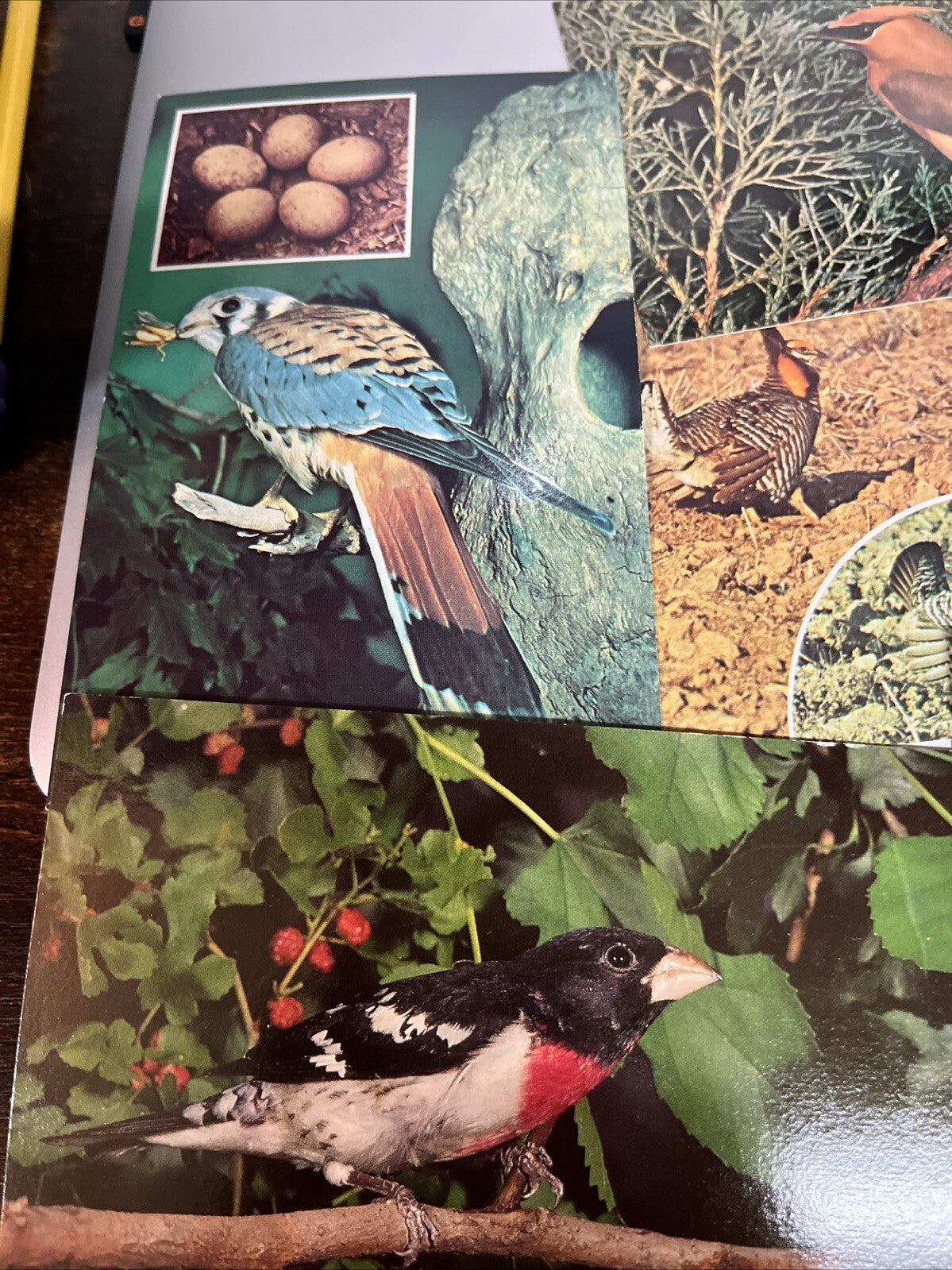 Lot Of 9 Vintage Bird Postcards.