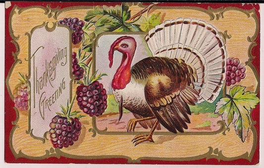 Embossed Gold Gilt Tom Turkey Grapes Thanksgiving Greeting Postcard