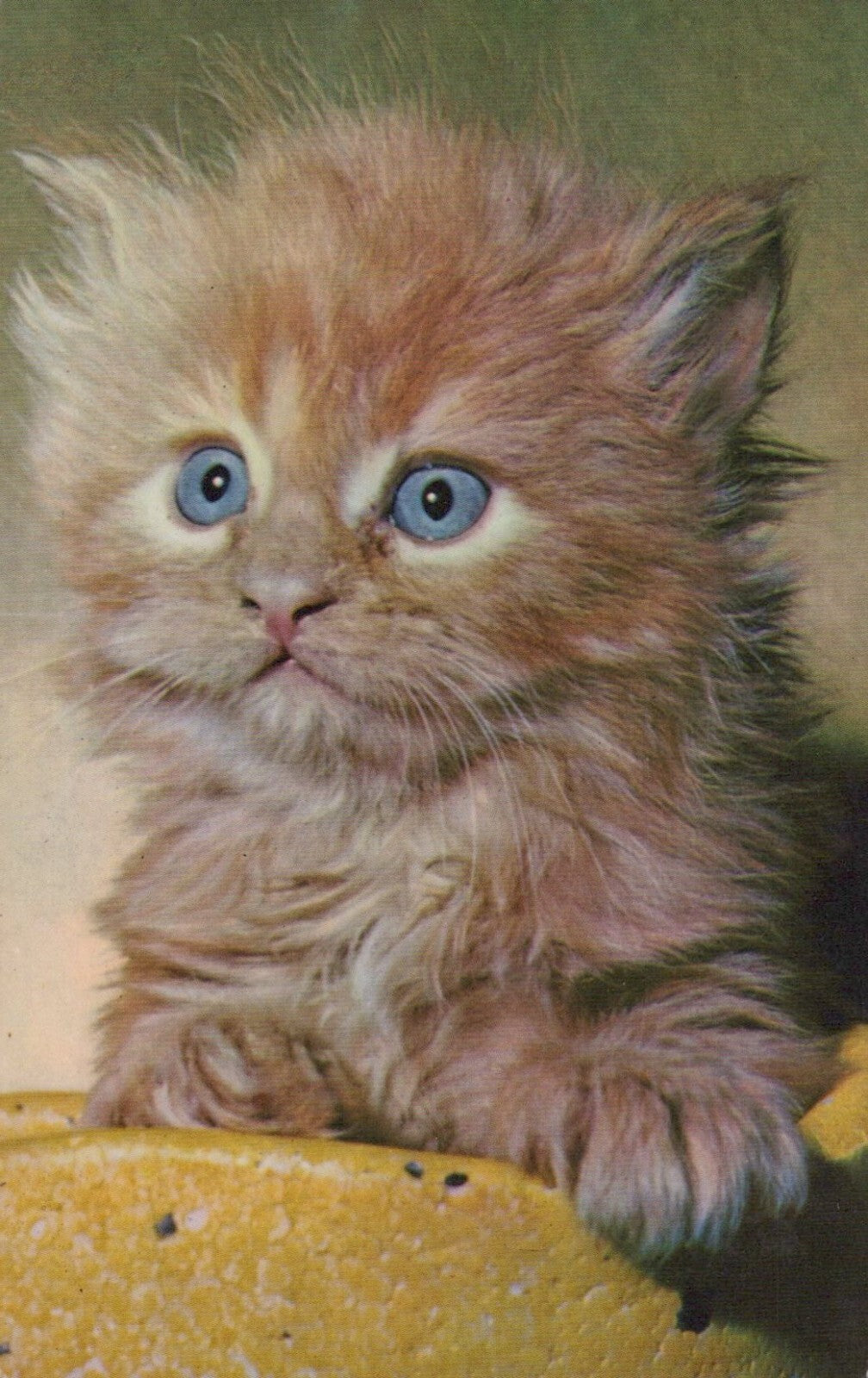 Fluffy Orange Blue Eyed Kitten Cat Animal Mainzer 823  Postcard