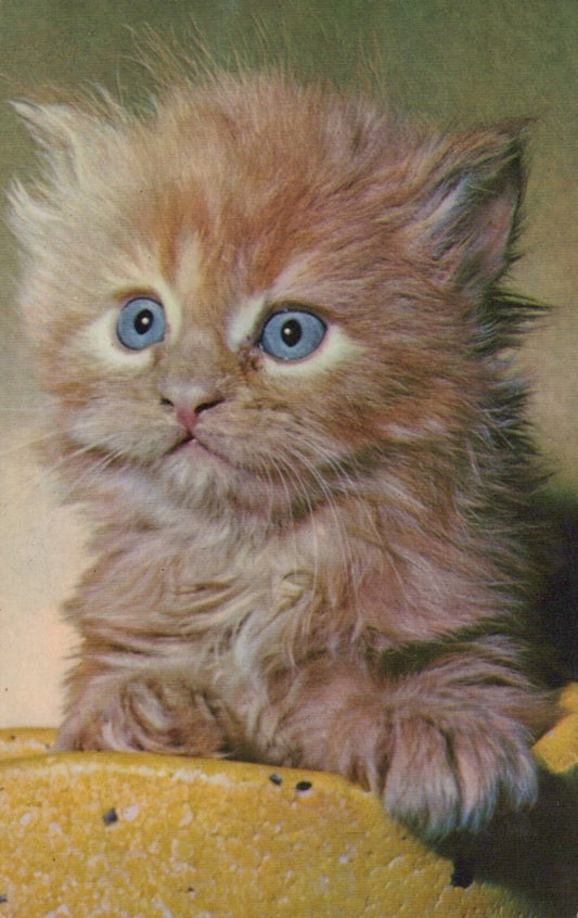 Fluffy Orange Blue Eyed Kitten Cat Animal Mainzer 823  Postcard