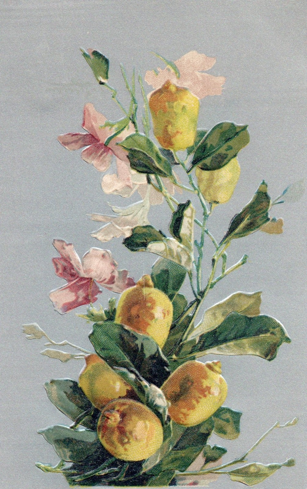 Artist  Catherine Klein Flowers and Fruit