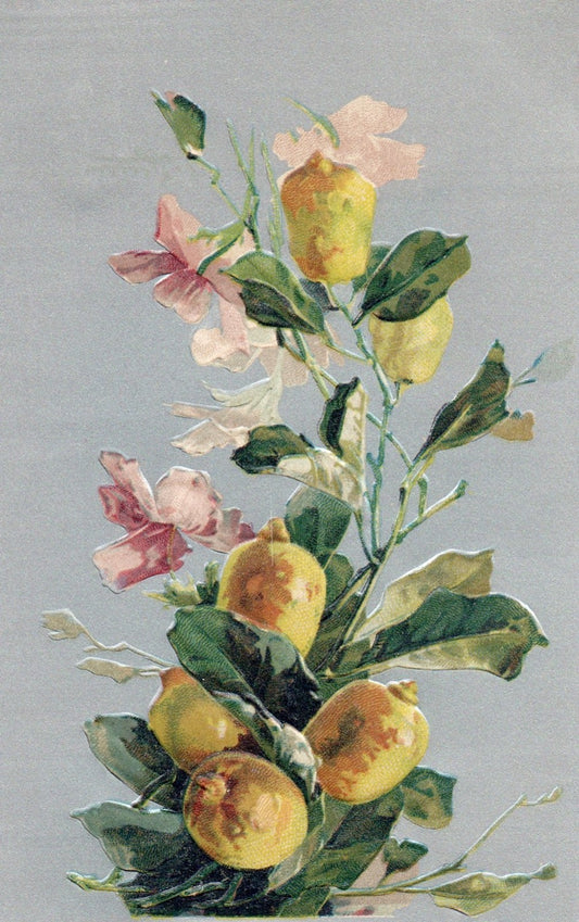Artist  Catherine Klein Flowers and Fruit