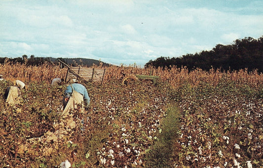 Cotton picking in Dixie Vintage postcard