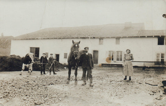 Real Photo Post Card Farm Horse and Cow 
