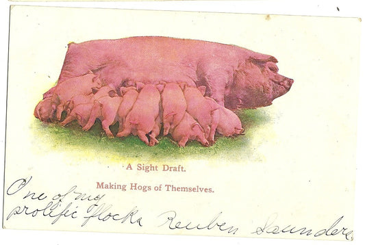 Mother Pig and Piglets "A Sight Draft" Making Hogs of Themselves Animal Postcard