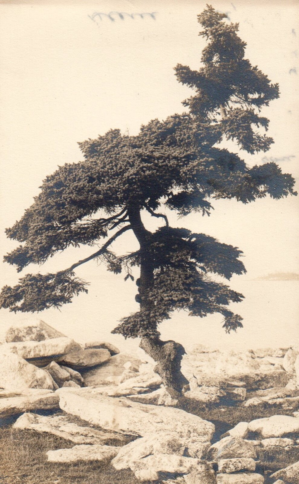 Real Photo Bonsai Tree Pacific Northwest Vintage Oregon Postcard