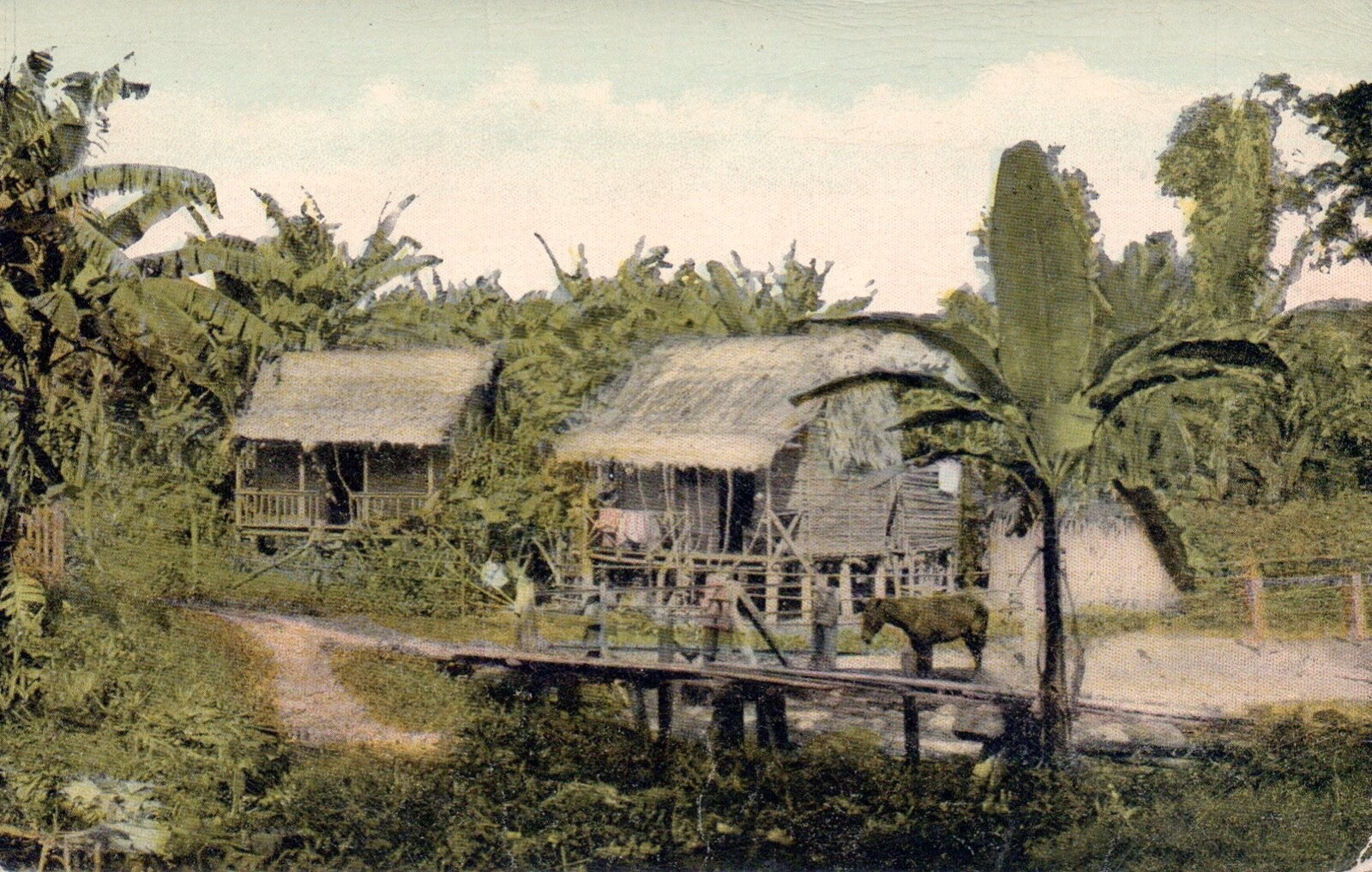A Chinese Farmer's Banana Plantation Near the Canal Vintage Panama Postcard